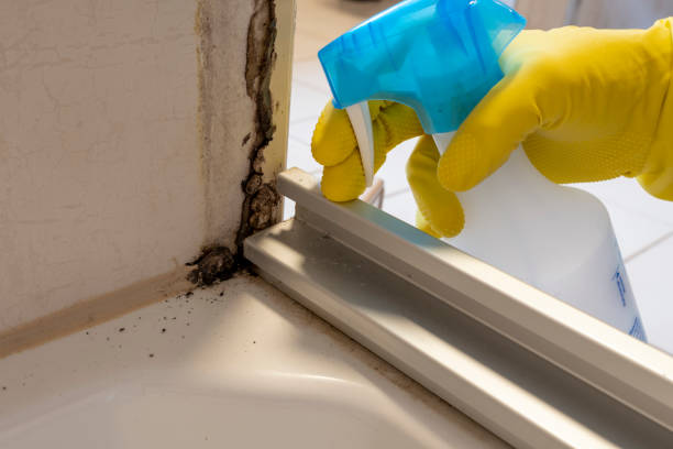 Best Attic Mold Removal  in Hopewell, NJ