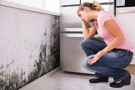 Best Real Estate Mold Inspection  in Hopewell, NJ